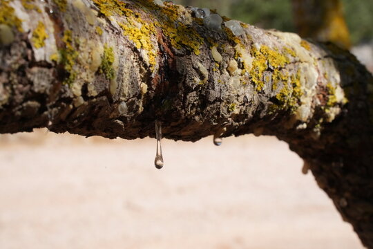 Close-up of mastic resin dripping from a mastic tree (Pistacia lentiscus) in Chios, Greece.