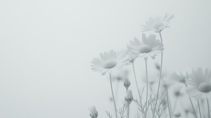 Naklejka premium White daisies or chamomile flowers, alone on a white background. Everything is in focus. A group or set. 