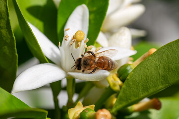 Close-up of a bee collecting pollen from white orange blossoms in spring. Biological agriculture. Environmental protection and biodiversity. 