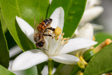 Close-up of a bee collecting pollen from white orange blossoms in spring. Biological agriculture. Environmental protection and biodiversity. 
