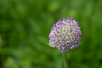 アリウム・ギガンチウム