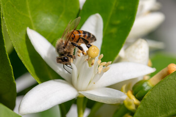 Close-up of a bee collecting pollen from white orange blossoms in spring. Biological agriculture. Environmental protection and biodiversity. 