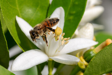 Close-up of a bee collecting pollen from white orange blossoms in spring. Biological agriculture. Environmental protection and biodiversity. 