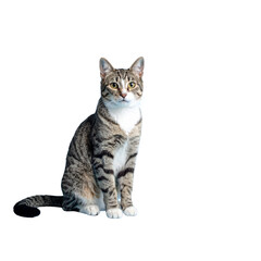 Fototapeta premium Untitled design - “Playful Domestic Cat Posing Against Cool-Toned Blue Background”And transparent the background.