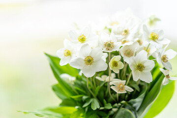Beautiful white flower Helleborus niger. Christmas rose or black hellebore is an evergreen perennial flowering plant in the buttercup family Ranunculaceae.