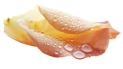 water drops on a white background