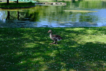 duck on the lake