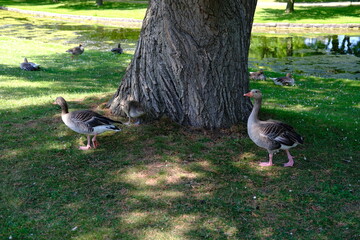 goose on the grass