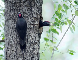 Black woodpeckers interacting on a tree trunk, including a fledgling and adult pair. Captured in the wild forest of Korea, ideal for wildlife, birdwatching, and nature themes.

