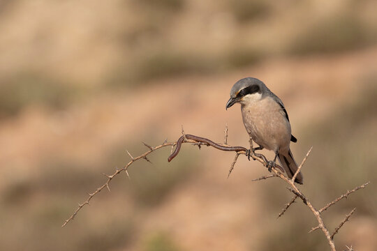 Alcaud&oacute;n Real (Lanius excubitor)