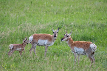 Female Pronghorn with two young pronghorns  in Custer State Park, South Dakota, USA