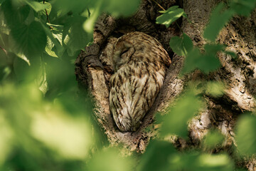 Tawny owl sleeping in a forest during daytime.