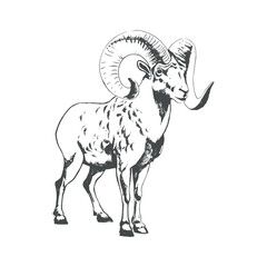 Ram vector animal wild one line design. Graphic outline illustration. Black and white hand drawn vector image. Vector illustration