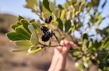 Close-up of a hand holding a branch with green leaves and black seed pods against a blurred natural background.