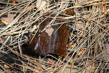 Broken glass bottle polluting pine needles forest floor