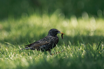 Common starling (Sturnus vulgaris) with caterpillars in its beak.