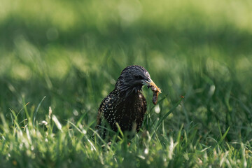 Common starling (Sturnus vulgaris) with caterpillars in its beak.