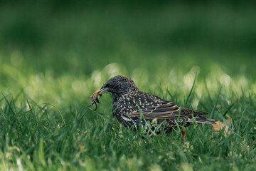 Common starling (Sturnus vulgaris) with caterpillars in its beak.