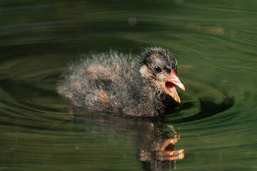 Common coot chick in a lake.