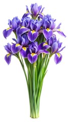 A captivating bouquet of vibrant purple Iris flowers against a pristine white background