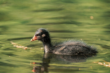 Common coot chick in a lake.