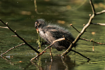 Common coot chick in a lake.