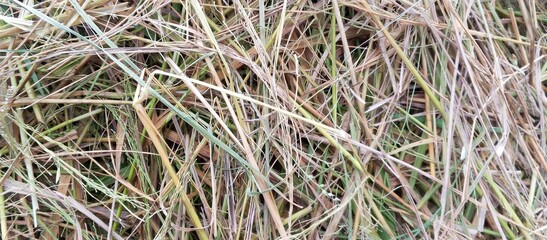 Dried grass texture background image