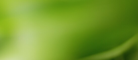 Abstract green gradient background texture. Green Gradient Background. Nature Background.