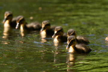 Mallard ducklings swimming on a lake in the sunlight.