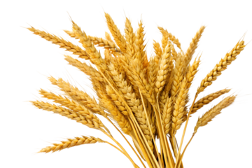 Wheat ears isolated on white background