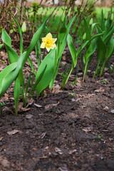 Blooming yellow daffodils buds in early spring grow in the garden. It's the time of awakening dawn.  Stems and buds. 

