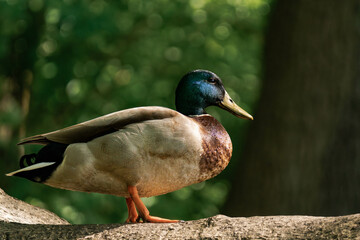 Male mallard duck standing on a tree in the sunlight.