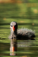 Common coot chick in a lake.
