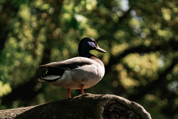 Male mallard duck standing on a tree in the sunlight.