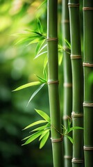 Obraz premium Green bamboo stalks growing in asian forest