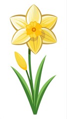Fototapeta premium Beautiful yellow Daffodil flower with a closed bud and long green leaves