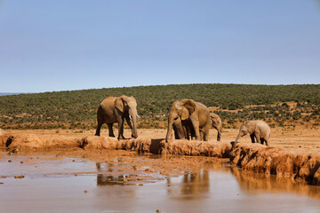 Obraz premium group of elephant and baby elephant near water hole