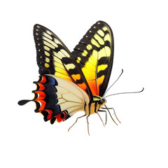 A butterfly resting flower, A colorful butterfly resting on a flower Monarch Butterflies Resting, isolated on transparent background