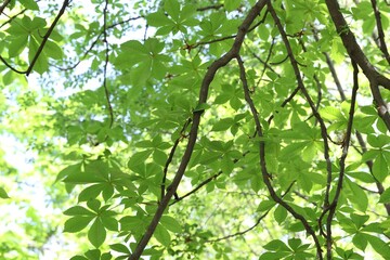 Beautiful tree crown with green leaves as background, closeup