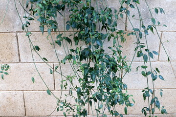 Stone and concrete wall in the city park