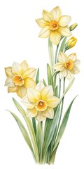 Fototapeta premium Watercolor Painting of Yellow Daffodils in Full Bloom with Green Leaves