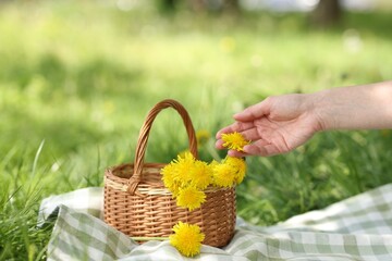 Woman with wicker basket and dandelion flowers on blanket on green grass outdoors, closeup