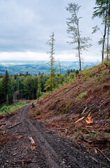 Scenic View of Forested Hills with Fresh Logging Path