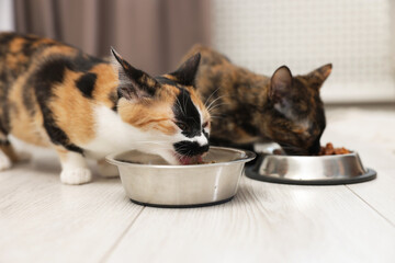 Cute calico kittens eating pet food on floor at home