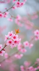 Obraz premium Delicate Pink Blossoms - Close-up of soft pink cherry blossoms on a branch, shallow depth of field. Springtime floral beauty
