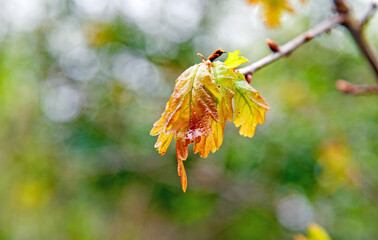 yellow leaves on the tree