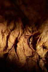 Close-up view of dry tobacco leaf highlighting intricate patterns and textures, emphasizing its natural tone and organic composition, perfect for tobacco consumption and macro photography themes.