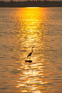 Fishing in golden tranquility at Kollam, Kerala