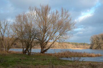 A tree on the river bank	