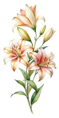Elegant Watercolor Illustration of Tiger Lilies with Delicate Peach and Cream Petals